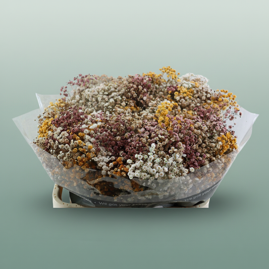 Gypsophila Dyed Rainbow Autumn