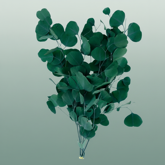 Dried Bleached Eucalyptusopulus Green