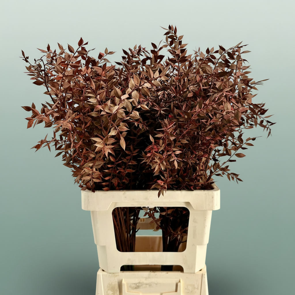 Dried Ruscus Aculeatus Bordeaux