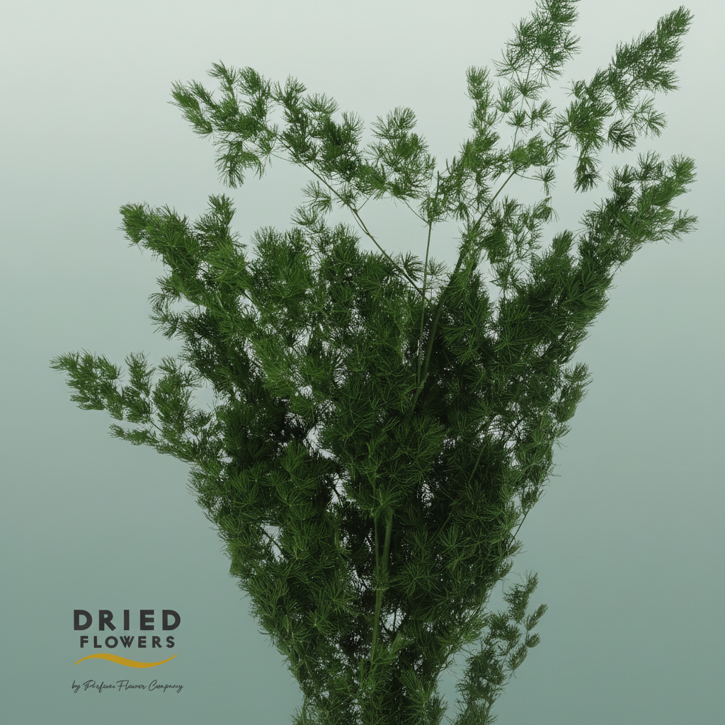 Dried Bleached Asparagus Retrofractus Green