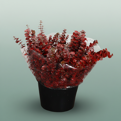 Wax Eucalyptus Baby Blue