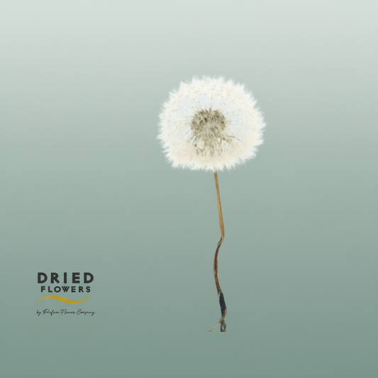 Dried Bleached Dandelion Regular