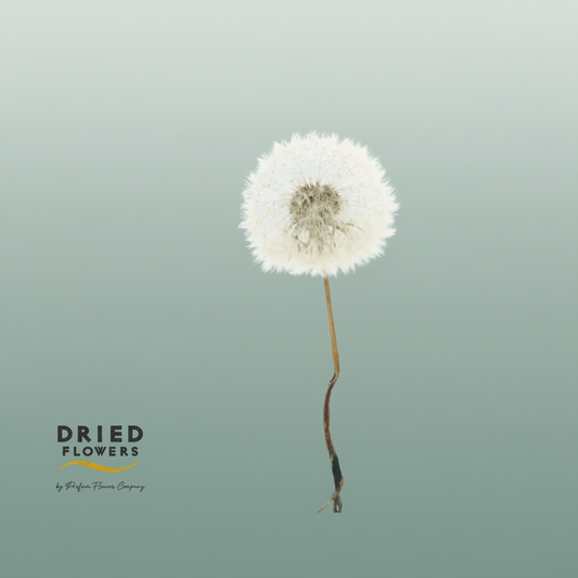 Dried Bleached Dandelion Regular Cappuccino