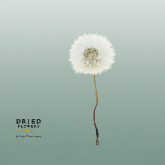 Dried Bleached Dandelion Regular Cerise