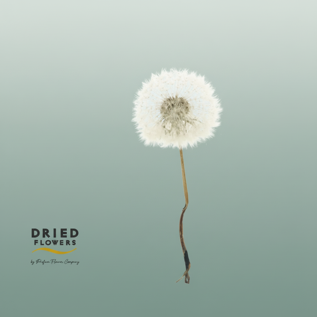 Dried Bleached Dandelion Regular Dark Green