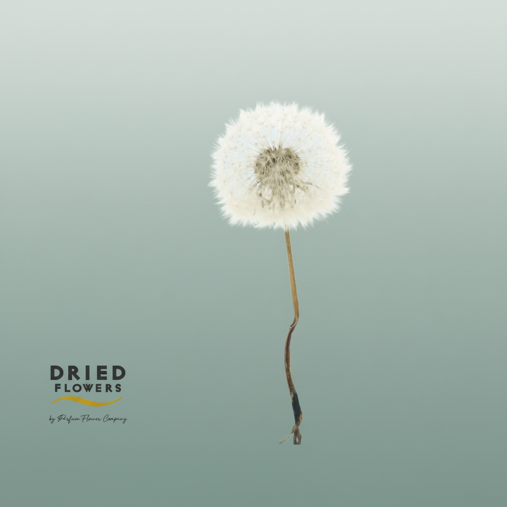 Dried Bleached Dandelion Regular Flamingo