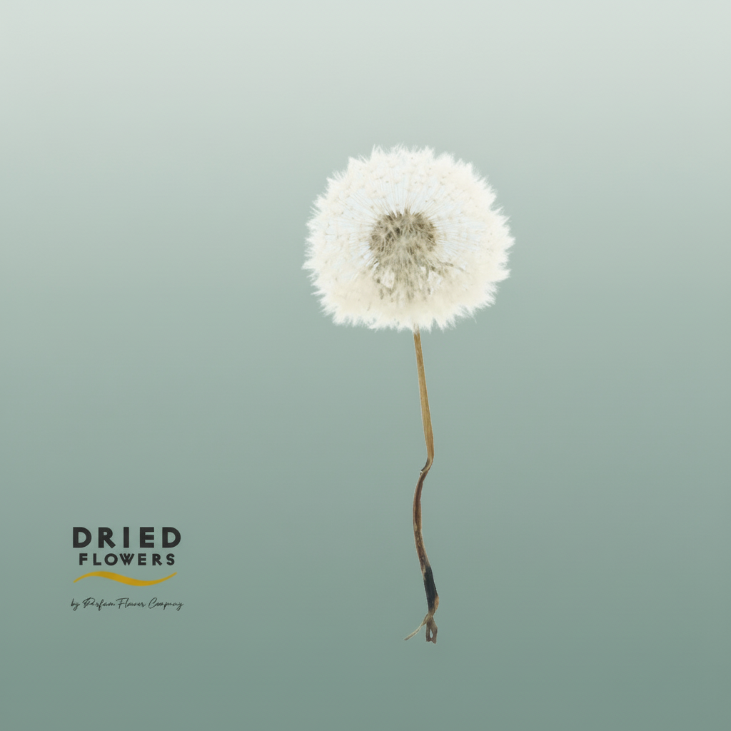 Dried Bleached Dandelion Regular Pink