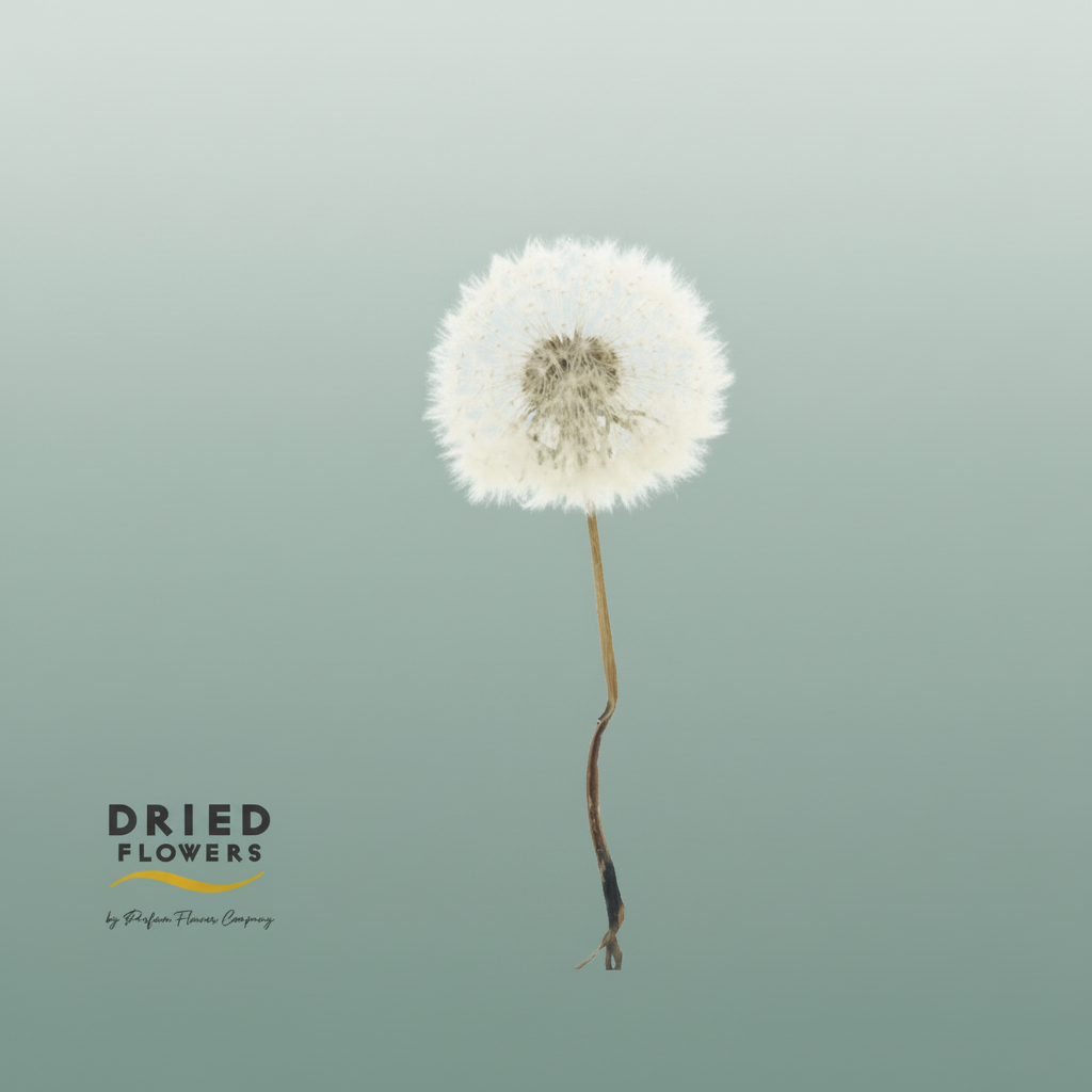 Dried Bleached Dandelion Regular Purple