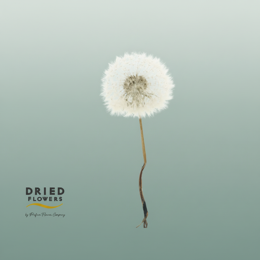 Dried Bleached Dandelion Regular Sky Blue