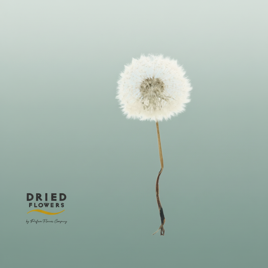 Dried Bleached Dandelion Regular Sunset
