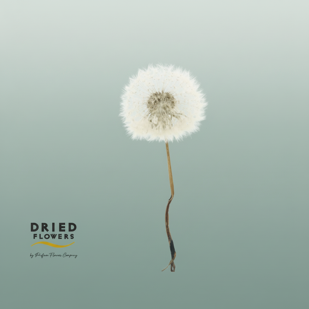 Dried Bleached Dandelion Regular Vintage