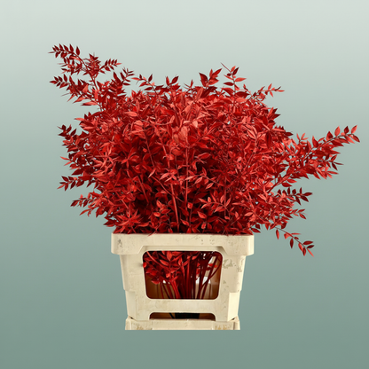 Dried Bleached Ruscus Red