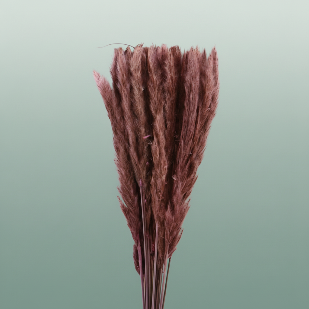 Dried Fluffy Pampas Light Pink