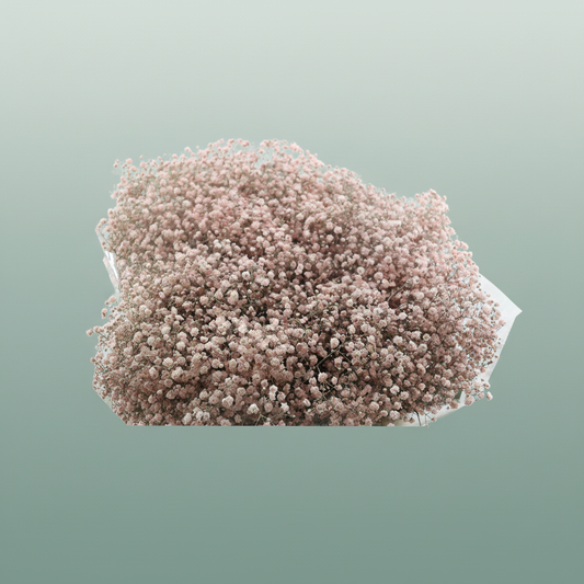 Gypsophila Dyed Grof Soft Pink