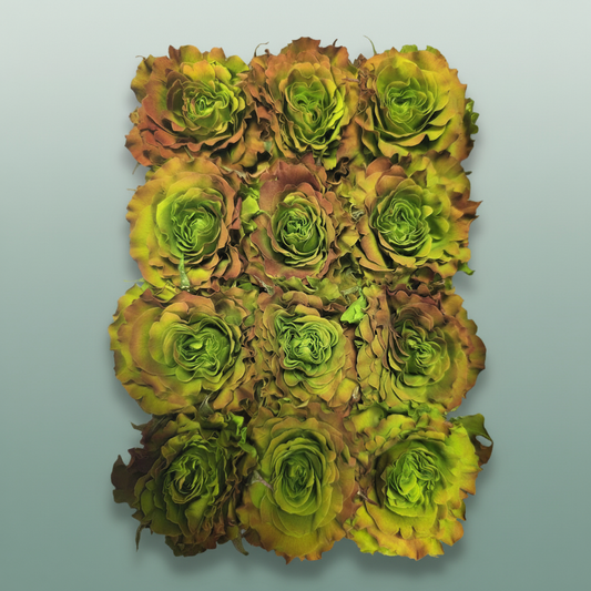 Rose Preserved Rom Cabbage Rose