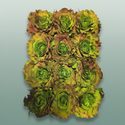 Rose Preserved Rom Cabbage Rose