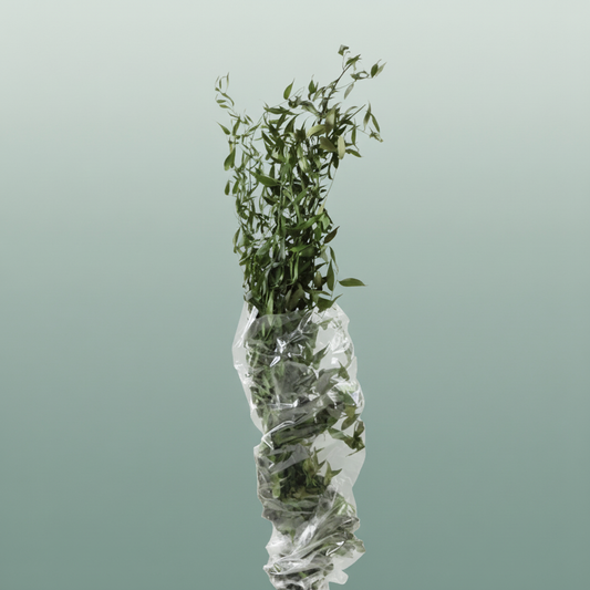 Pres Ruscus Fine Long Green