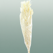 Pres Ruscus Gigante Bleached