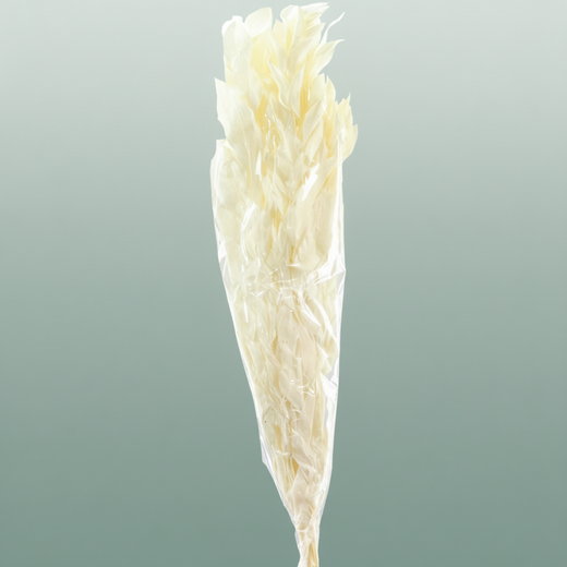 Pres Ruscus Gigante Bleached