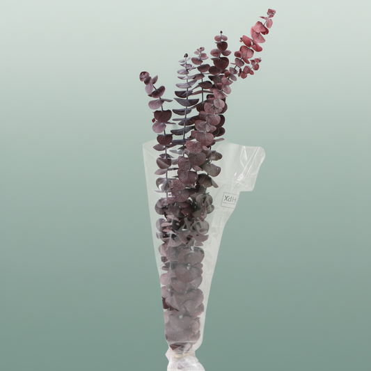 Pres Eucalyptus Baby Red