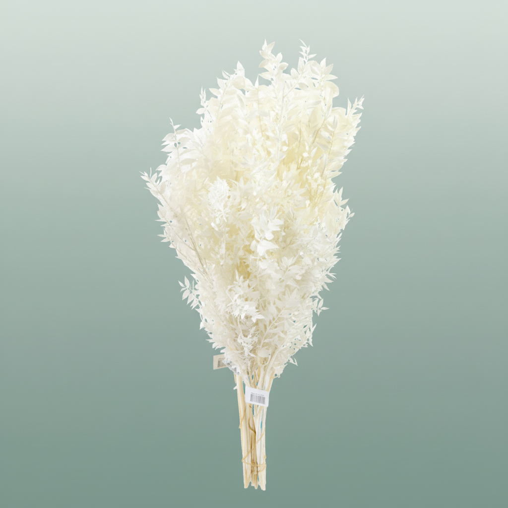 Pres Ruscus Bleached