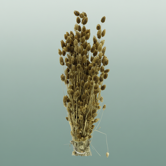 Dried Phalaris Gold Slv