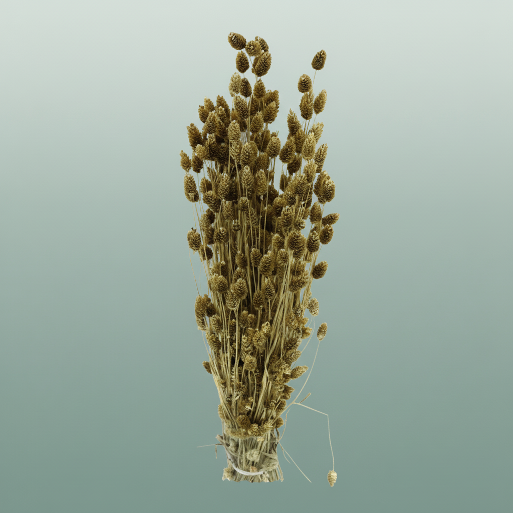 Dried Phalaris Gold Slv