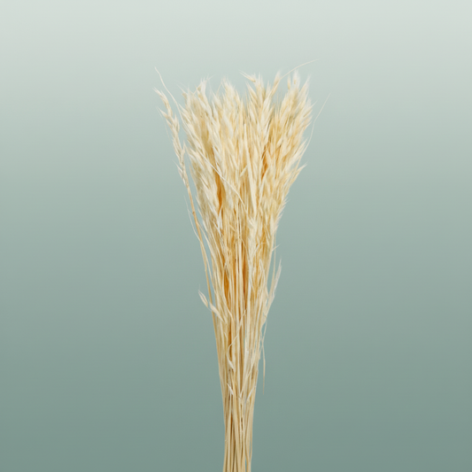Pres Avena Sativa Bleached