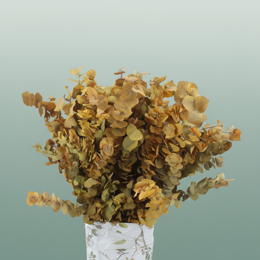 Pres Eucalyptus Stuartiana Yellow