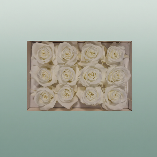 Rose Preserved Mini Ivory
