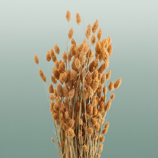 Dried Phalaris Frosted Salmon