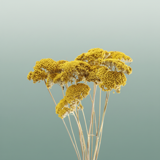 Dried Achillea Parker