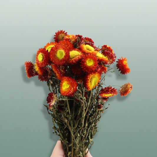 Dried Helichrysum Red