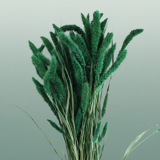 Dried Setaria Dark Green