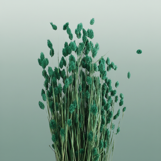 Dried Phalaris Dark Green