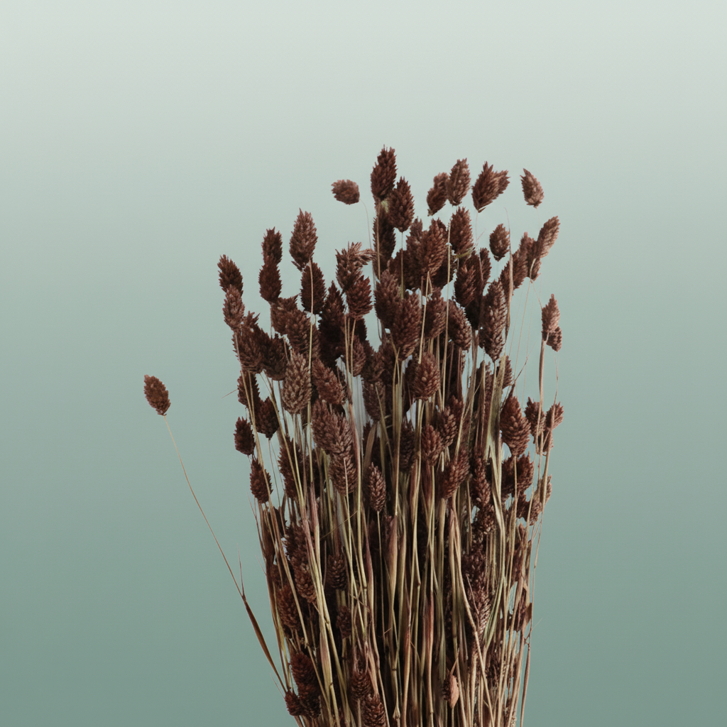 Dried Phalaris Brown