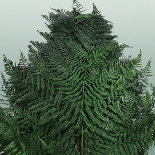 Pres Bracken Fern Green