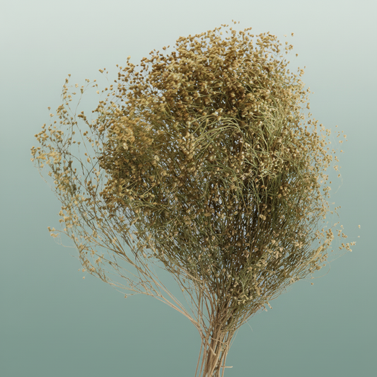 Dried Brooms Natural