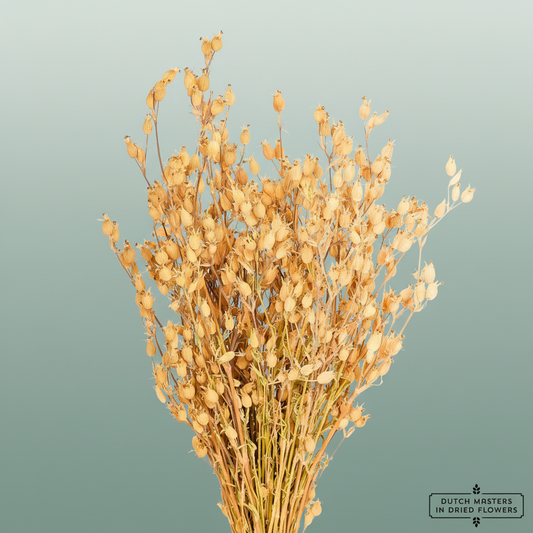 Dried Silene Natural