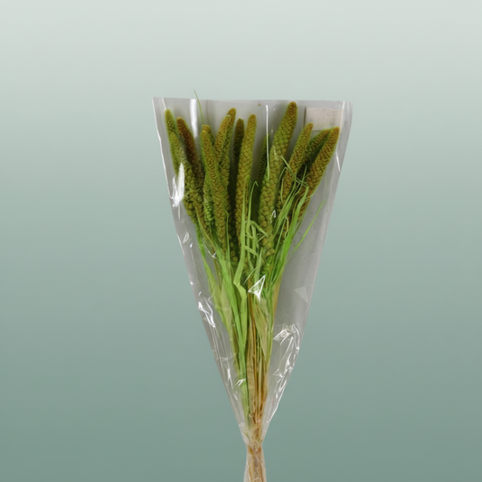 Dried Setaria Italica Light Green