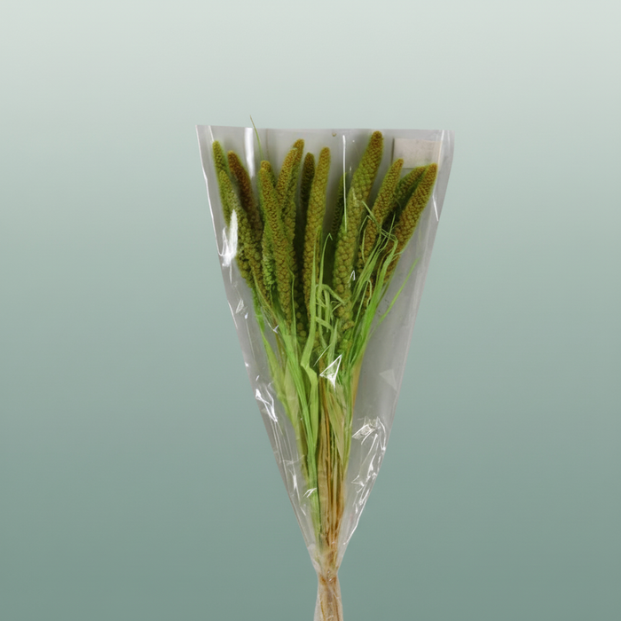 Dried Setaria Italica Light Green