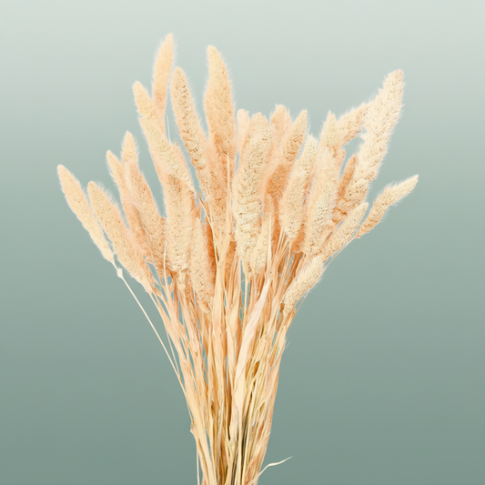 Dried Setaria Bleached