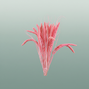 Dried Setaria Italica Pink