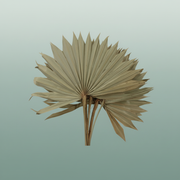 Dried Palm Sun Naturel