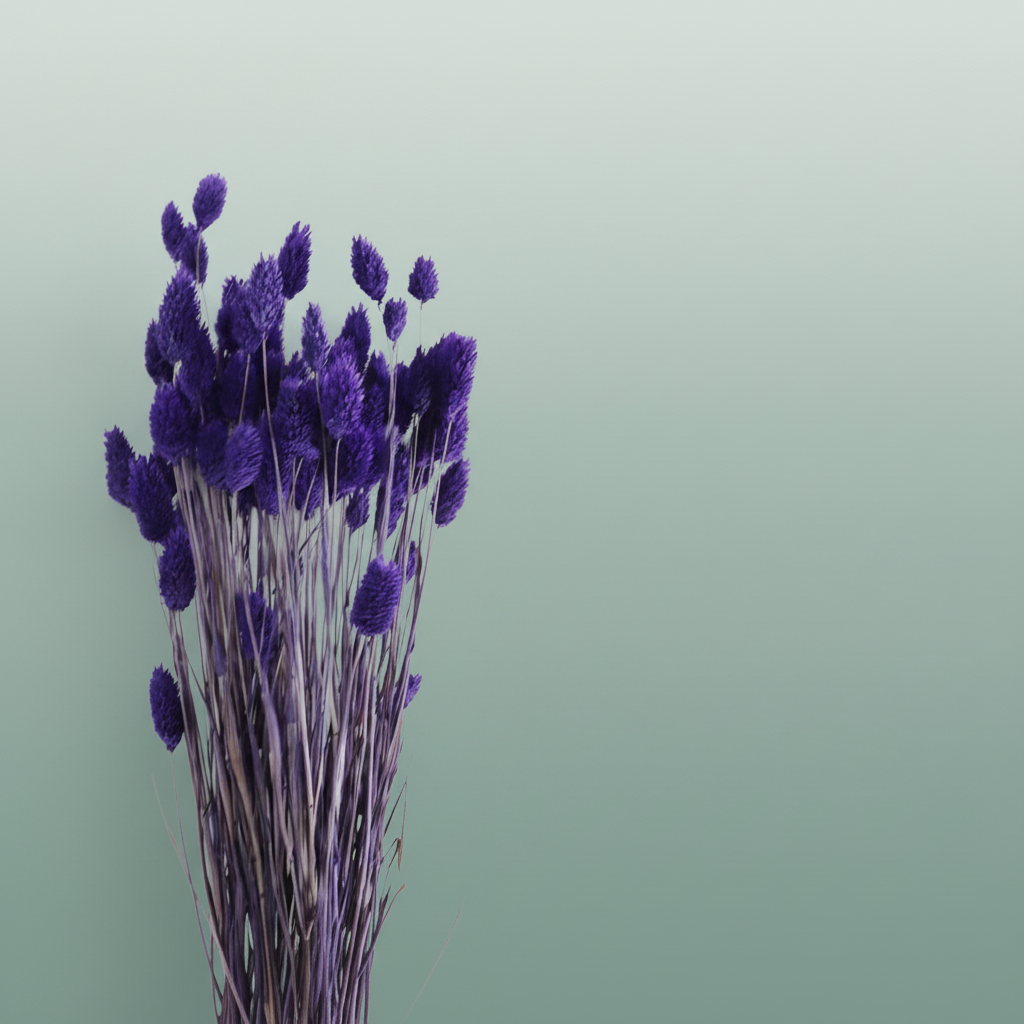 Dried Phalaris Purple