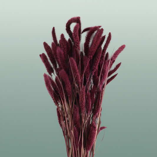 Dried Setaria Bordeaux