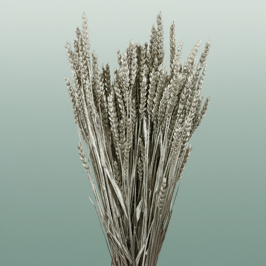 Dried Triticum Platina