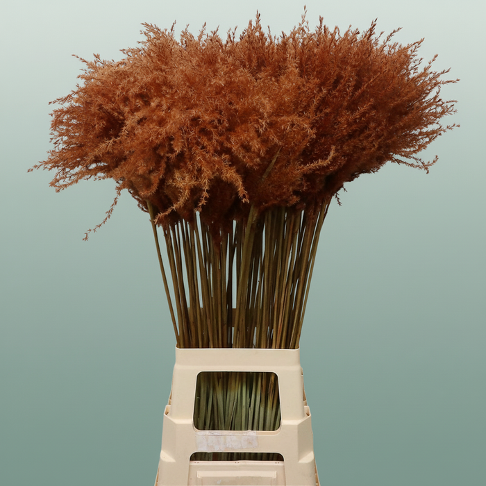 Dried Stipa Feather Chocolate