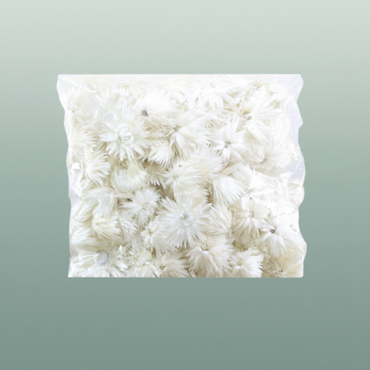 Basic Capblumen Heads