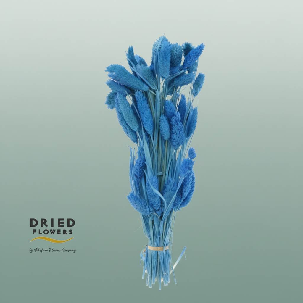 Dried Bleached Phalaris Blue